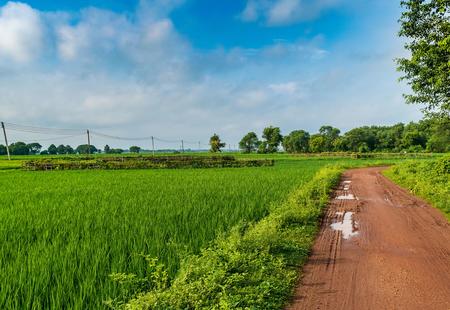 Agricultural field in a village, Tripura, India
