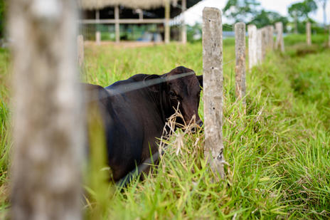 Photo of a cow behind a fence in tall grassland