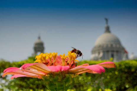 Close up of bee on a flower with the Victoria Memorial, Kolkata behind